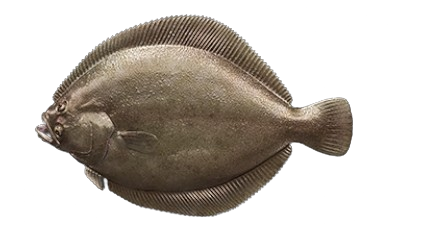 Barbue