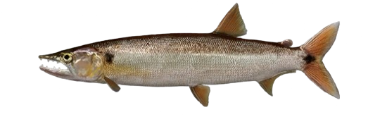 Barracuda à queue rouge