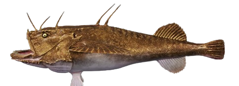 Baudroie commune