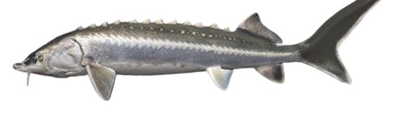 Béluga