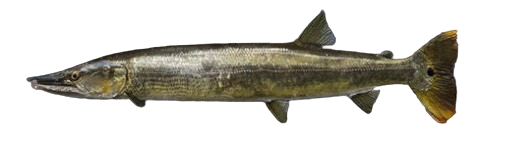 Bicuda
