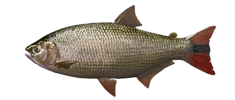 Brycon