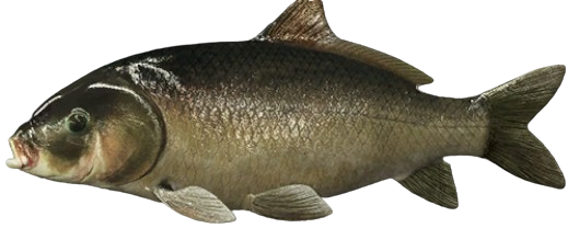 Buffle à grande bouche