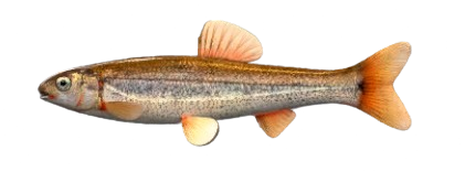 Californie roach