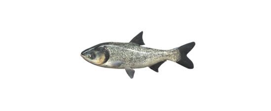 Carpe marbrée