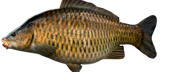 Carpe