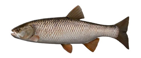 Chevaine