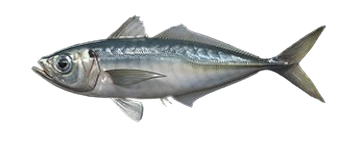 Chinchard commun