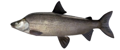Corégone pidschian