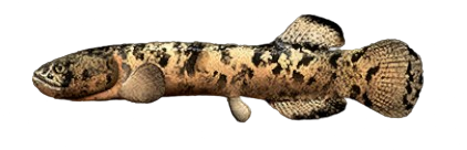 Dallia