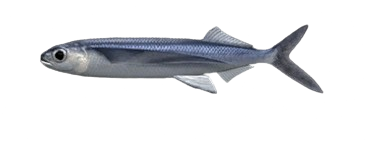 Exocet tacheté