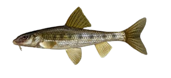 Goujon commun