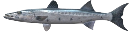 Grand barracuda
