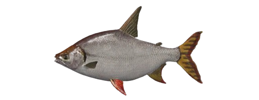 Jaraqui