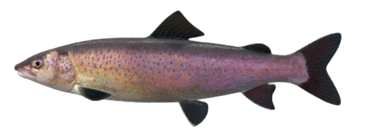 Lenok