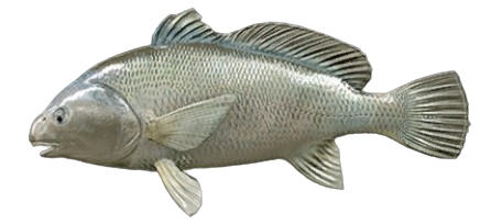 Malachigan