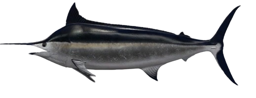 Marlin noir