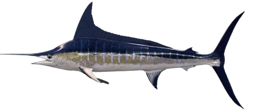 Marlin rayé