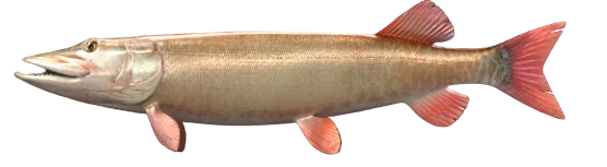 Maskinongé nu