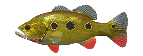 Peacock-bass orinocensis