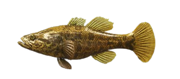 Perccottus glenil