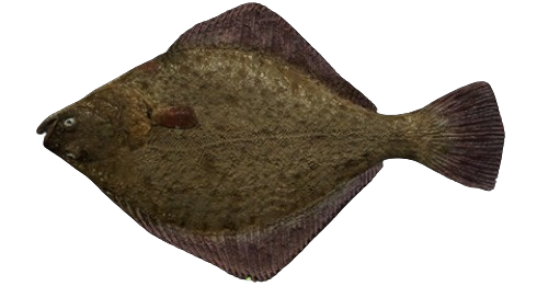 Plie de sud