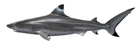 Requin à pointes noires