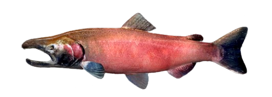 Saumon argenté