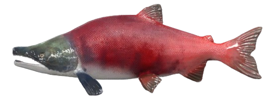 Saumon rouge