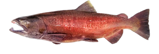 Saumon royal