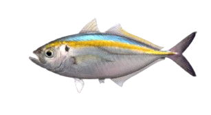 Selar à bande dorée