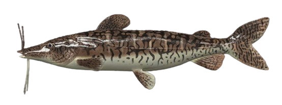 Surubï