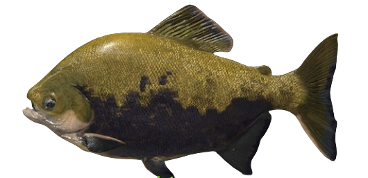 Tambaqui