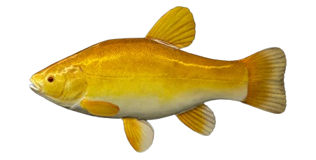 Tanche dorée