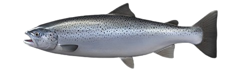 Truite de mer
