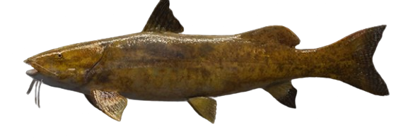 Zungaro